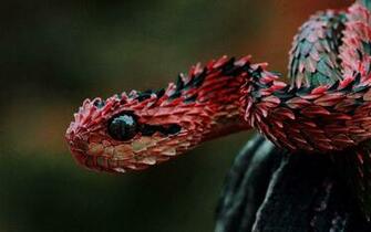 Viper Snake Wallpaper