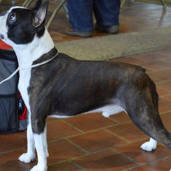 Boston Terrier Wallpaper HD Of