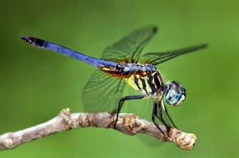 Beautiful Wallpaper For Desktop Dragon Fly