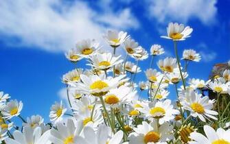 Spring Daisy Desktop Pc And Mac Wallpaper