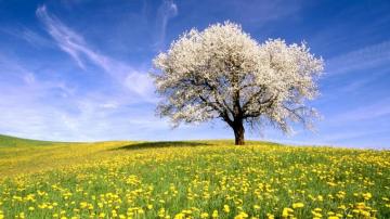 Meadow Wallpaper