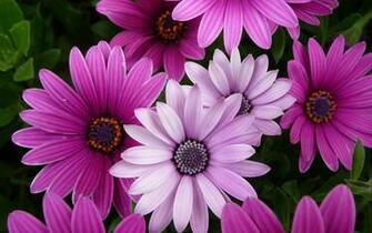 Best Flower Wallpaper All