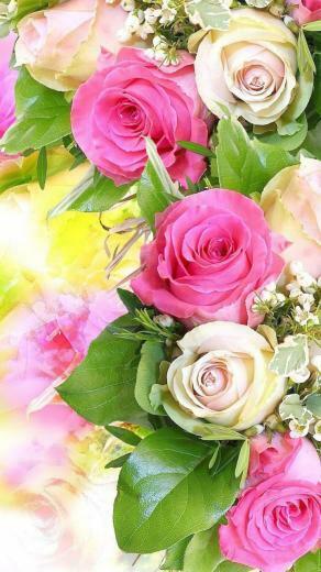 Beautiful Colourful Rose 123mobilewallpaper