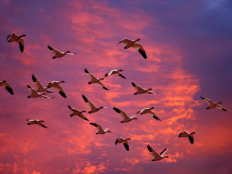 Birds Flying Wallpaper
