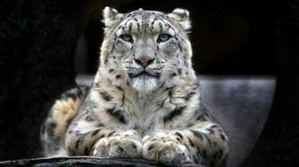 Snow Leopard Wallpaper HD