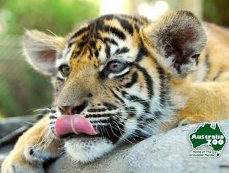 Funny Wallpaper HD Cute Tiger Pictures