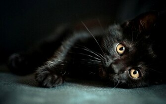 Black Cat Wallpaper Funny