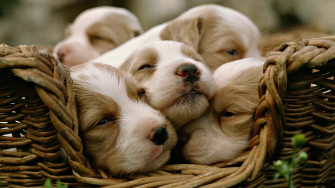 Aesthetic Animals Wallpaper
