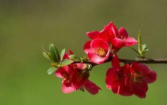 Windows Pink Flower Wallpaper Flowers