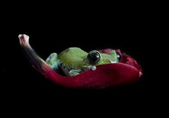 Cute Real Frog Wallpaper Wallpapermine
