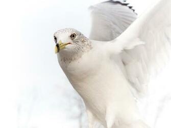 Dove Pure White Bird Wallpaper HD