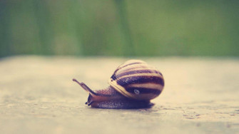 Black Striped Snail Cvxw9otdj2omjmu2 Wallpaper