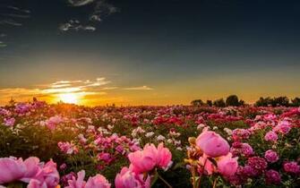 Pink Peonies In The Sunset Flower HD Wallpaper