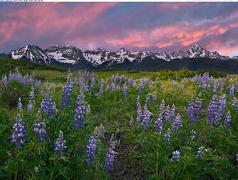 Alpine Meadow San Juan Mountains Rocky Colorado Jpg