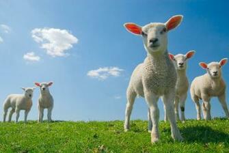 Spring Lambs Wallpaper HD Desktopinhq Net
