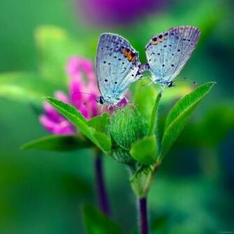 Butterfly Flower Wallpaper