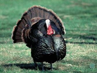A Wild Turkey Desktop Background