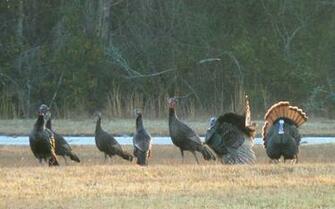 File Nflawildturkeys Jpg Wikipedia The Encyclopedia