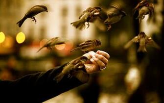 Great Photography S Wallpaper