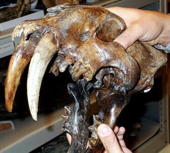 Sabre Toothed Tiger Wallpaper Image Photos Pictures