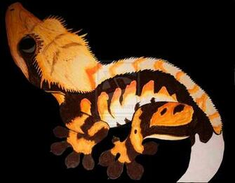 Crested Gecko Wallpaper Tricolor By