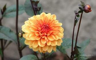 Wallpaper Big Crisp Dahlia Background