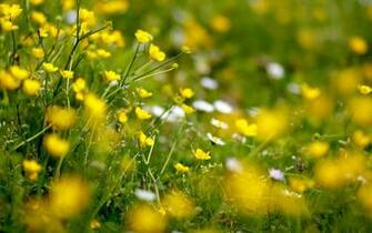 Yellow Flowers Widescreen HD Wallpaper