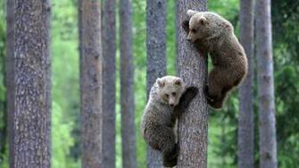 Wildlife Animals Wallpaper Image