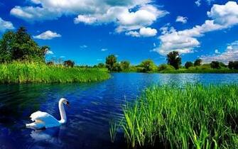 Swans Lakes Wallpaper Desktop