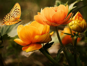 Description Butterfly On Flowers Wallpaper Is A Hi Res For