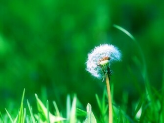 Desktop Wallpaper Dandelion Flowers Background