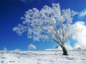 Winter Desktop Background Wallpaper For
