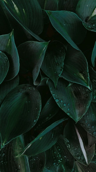 Nature Leaves Background Tropical Green Dark