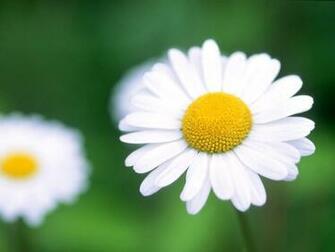 Beautiful Flowers Desktop Wallpaper