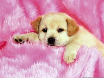 Cute Dog Wallpaper
