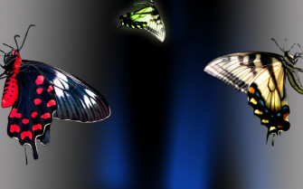 Best Butterfly Wallpaper And