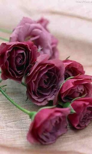 Bigger Flower Live Wallpaper For Android Screenshot