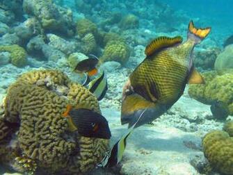 Moorish Idol Wallpaper E