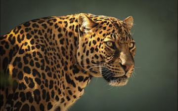 Big Safari Full Day At Heritage House Bed Breakfast St Lucia