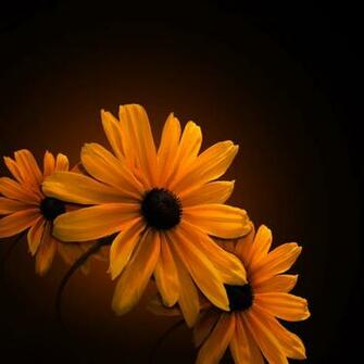 Nice Yellow Flowers iPad Wallpaper HD