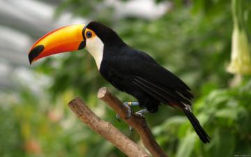 Toco Toucan HD Wallpaper