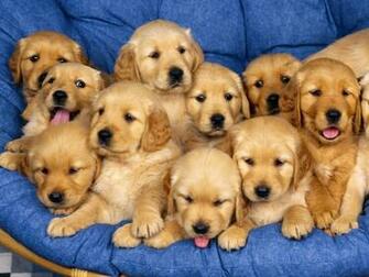Labrador Retriever Wallpaper Animal Planet HD