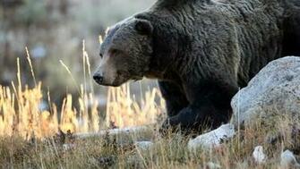 Black Bear Hunting