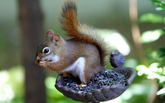 Beautiful Wallpaper Squirrels