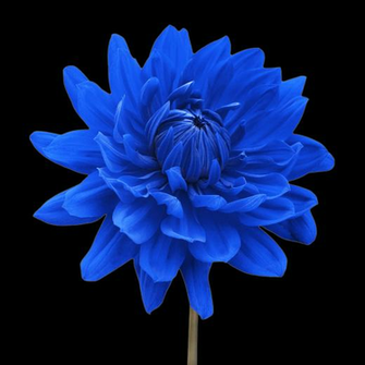 Blue Dahlia Flower White Background Natalie Kinnear
