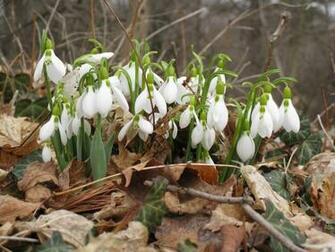 Late Winter Early Spring Wallpaper Ground In The