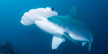 Diving With Sharks And Marine Iguanas In The Galapagos Islands