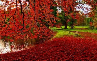 Autumn Leaves Background Wallpaper