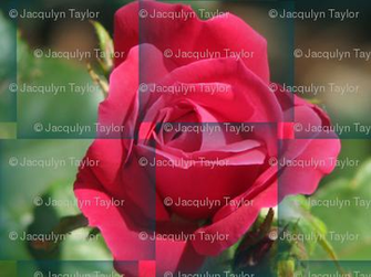 Photograph Rose Weave Wallpaper Wyspyr Spoonflower