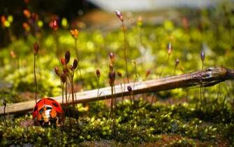 Ladybug Insect Nature HD Wallpaper